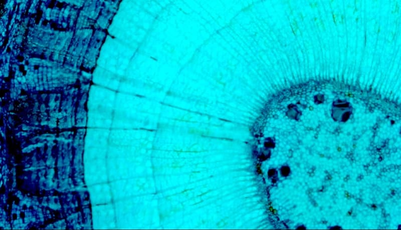 Microscopio Microdirect 1080p - immagine 11